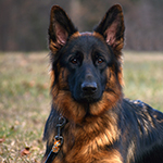 red and black german shepherd puppies for sale near me